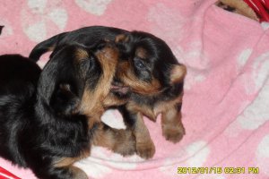 szczeniaczki-rasa silki.